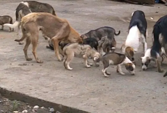 Envenenan a perros, gatos y gallinas en Chihuahua