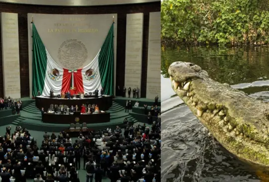 Capturan cocodrilo a un kilómetro de la Cámara de Diputados