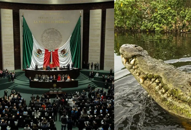 Capturan cocodrilo a un kilómetro de la Cámara de Diputados Capturan cocodrilo a un kilómetro de la Cámara de Diputados