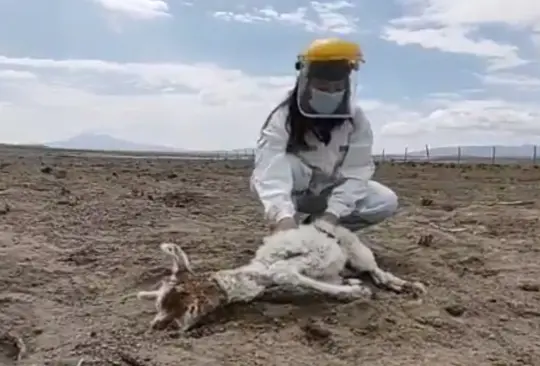 Reportan el regreso del Chupacabras: asesina a 50 animales