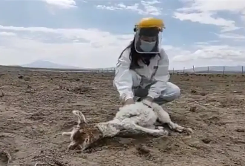 Reportan el regreso del Chupacabras: asesina a 50 animales