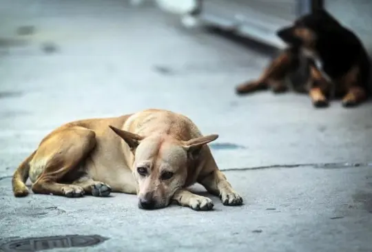 Aumenta 15% la cifra de perros y gatos abandonados en la pandemia