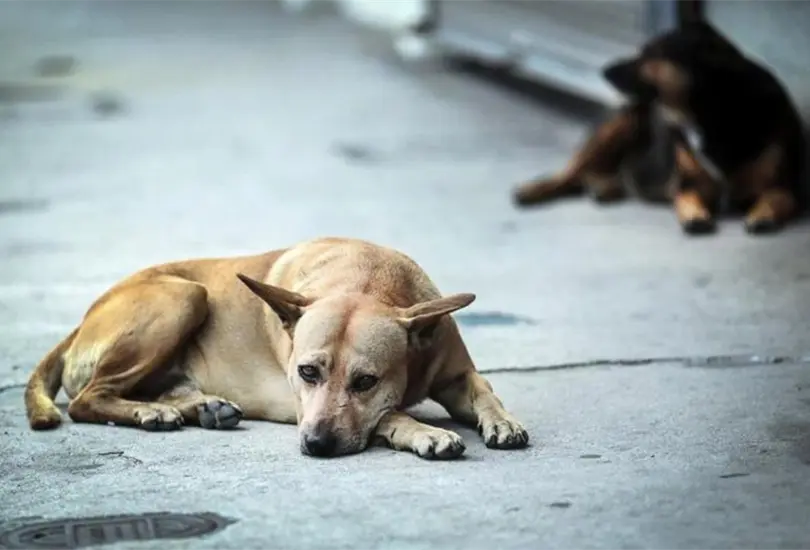 Aumenta 15% la cifra de perros y gatos abandonados en la pandemia Aumenta 15% la cifra de perros y gatos abandonados en la pandemia