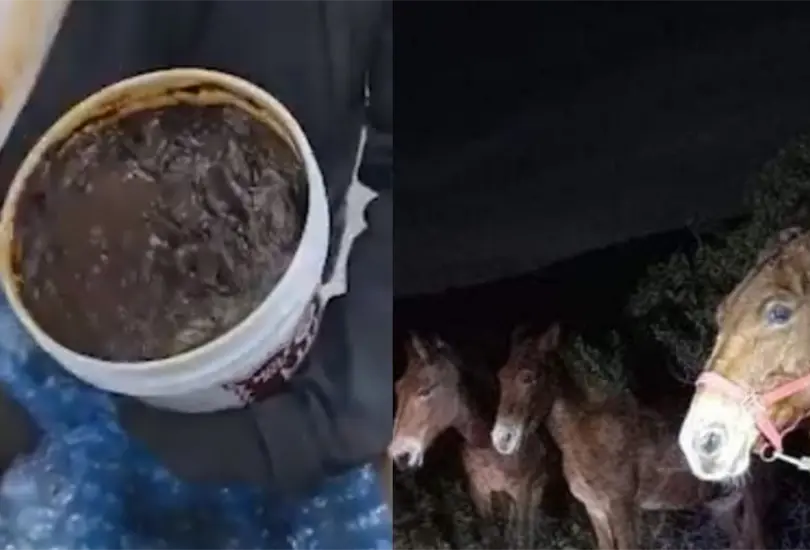 Decomisan droga que era transportada en una cubeta de mole... ¡y hasta en burros! Decomisan droga que era transportada en una cubeta de mole... ¡y hasta en burros!
