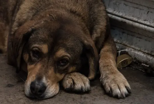 Aumenta 15% el abandono de mascotas durante la pandemia por COVID-19 Aumenta 15% el abandono de mascotas durante la pandemia por COVID-19