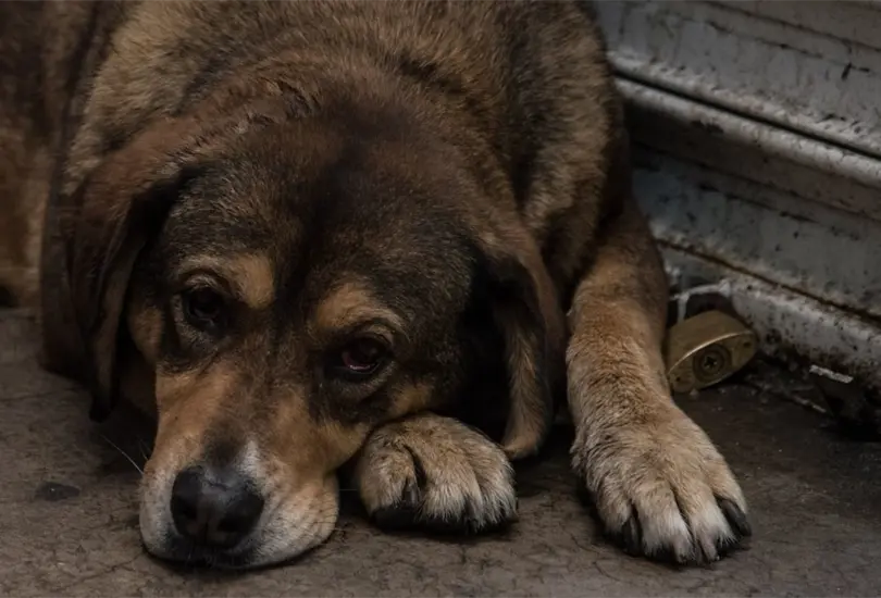 Aumenta 15% el abandono de mascotas durante la pandemia por COVID-19