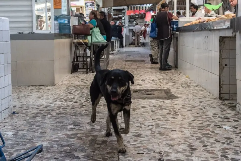 Habría 17.6 millones de perros callejeros en México (Mario Jasso-Cuartoscuro)
