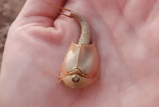Tras lluvias, encuentran camarones dinosaurio de tres ojos