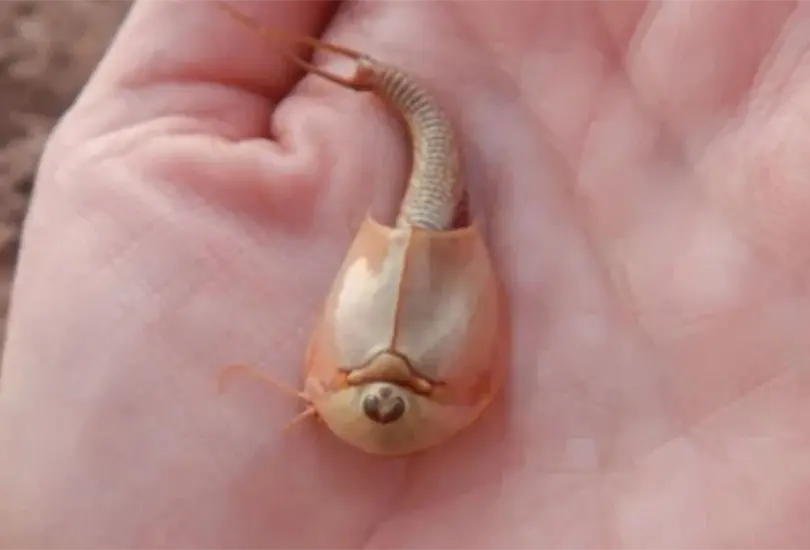 Tras lluvias, encuentran camarones dinosaurio de tres ojos Tras lluvias, encuentran camarones dinosaurio de tres ojos