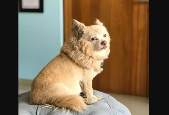 Desde la cárcel, YosStop compara a su perro con el legendario Hachiko Desde la cárcel, YosStop compara a su perro con el legendario Hachiko