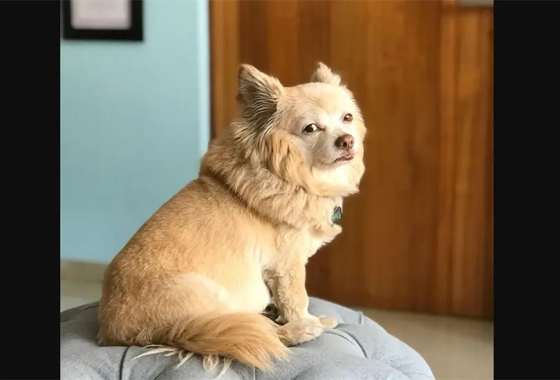 Desde la c&aacute;rcel, YosStop compara a su perro con el legendario Hachiko