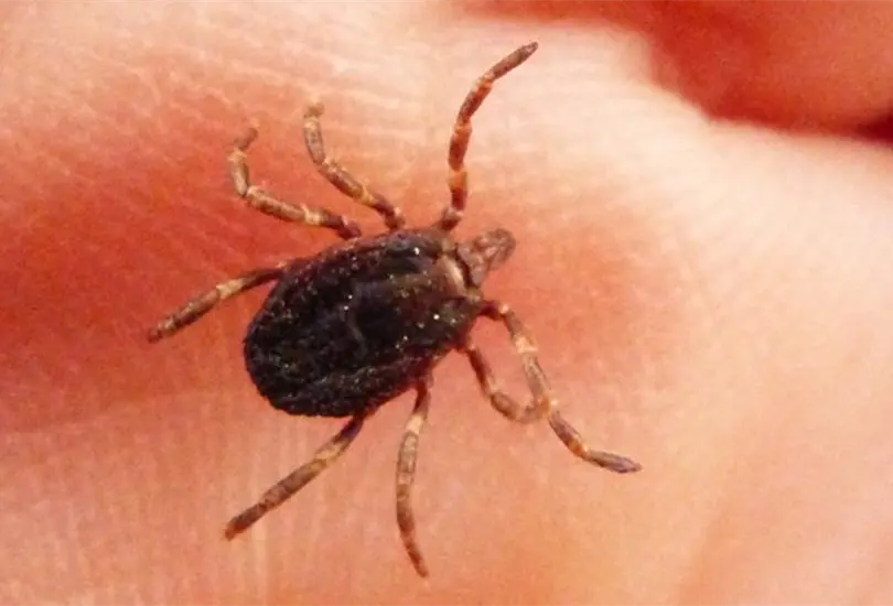 Alertan en Jap&oacute;n sobre virus Yezo; se transmite por las garrapatas