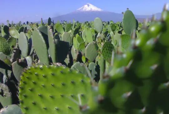 Parecen puercos: Tiktoker extranjero critica a mexicanos por comer nopales