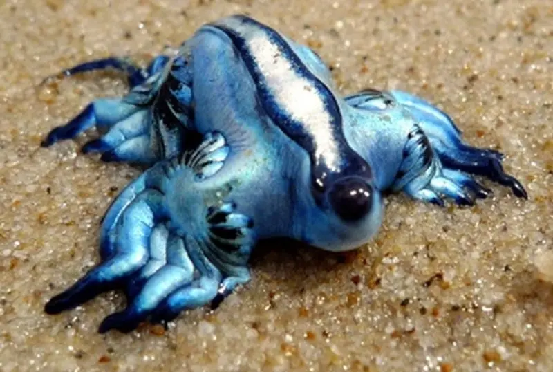 Los 'dragones azules' no suelen atacar a los humanos (Especial)