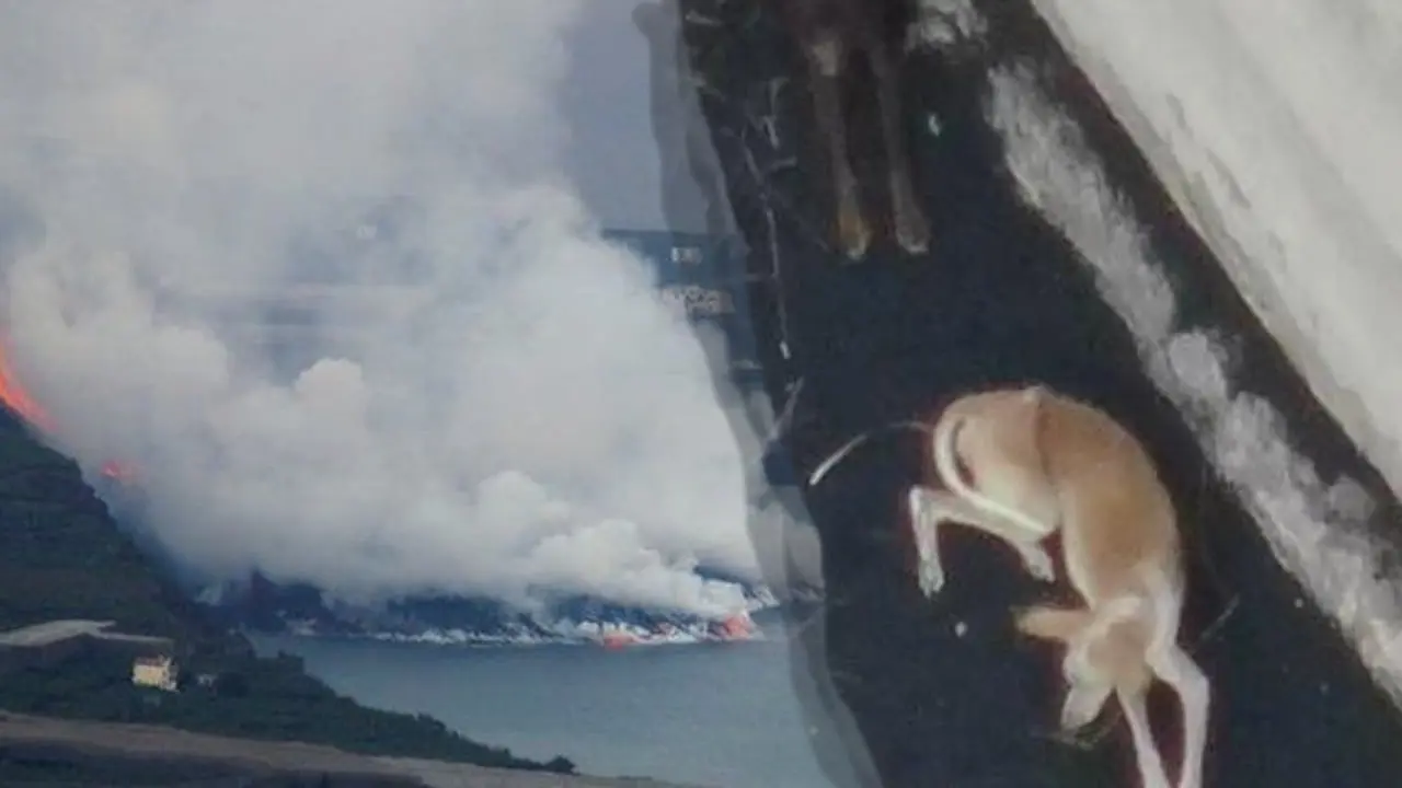 Alimentan con drones a perritos atrapados por lava del volcán de La Palma. Foto: especial.