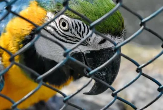 Diputado de Morena propone desaparecer los zoológicos en la CDMX Diputado de Morena propone desaparecer los zoológicos en la CDMX