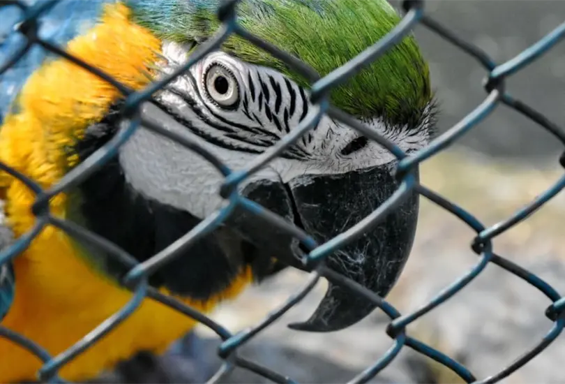 Diputado de Morena propone desaparecer los zool&oacute;gicos en la CDMX