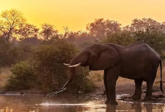 Un elefante mata a un cazador furtivo en el Parque Nacional Kruger