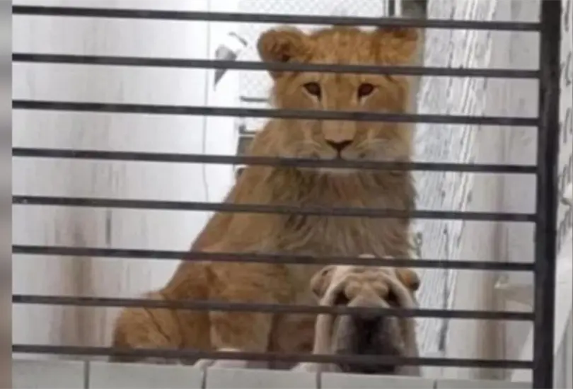 Vecinos denuncian que un le&oacute;n y un perro se hallan en una casa abandonada 
