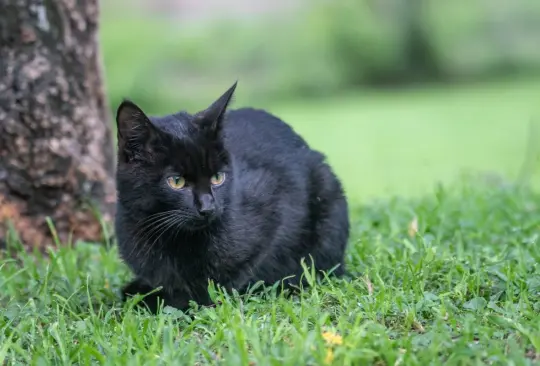 ¿Tienes un gato negro o blanco? Así puedes protegerlo en Halloween ¿Tienes un gato negro o blanco? Así puedes protegerlo en Halloween