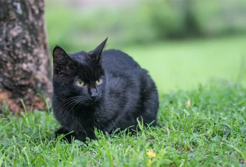 &iquest;Tienes un gato negro o blanco? As&iacute; puedes protegerlo en Halloween