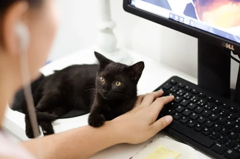 Los gatos negros son animales de carácter dócil (pexels.com)