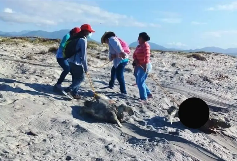 Encuentran 300 tortugas golfinas muertas en Oaxaca; están en peligro de extinción Encuentran 300 tortugas golfinas muertas en Oaxaca; están en peligro de extinción