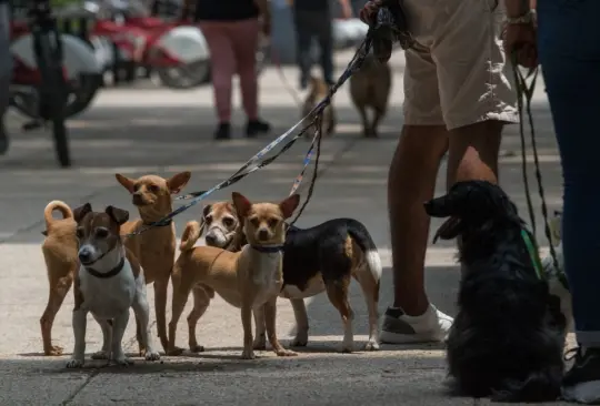 ¿Tienes perros o gatos? Ya no habrá IVA en alimentos para mascotas desde 2022