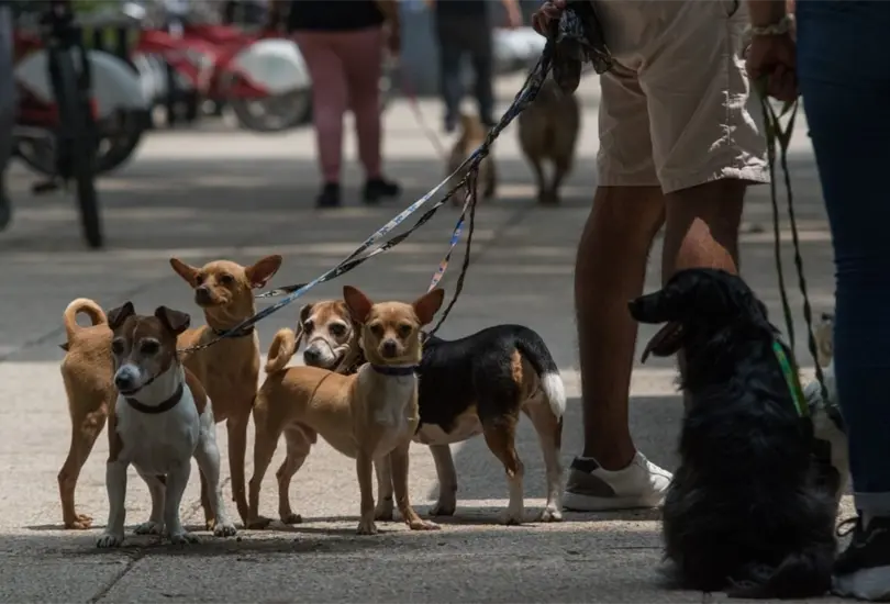 &iquest;Tienes perros o gatos? Ya no habr&aacute; IVA en alimentos para mascotas desde 2022