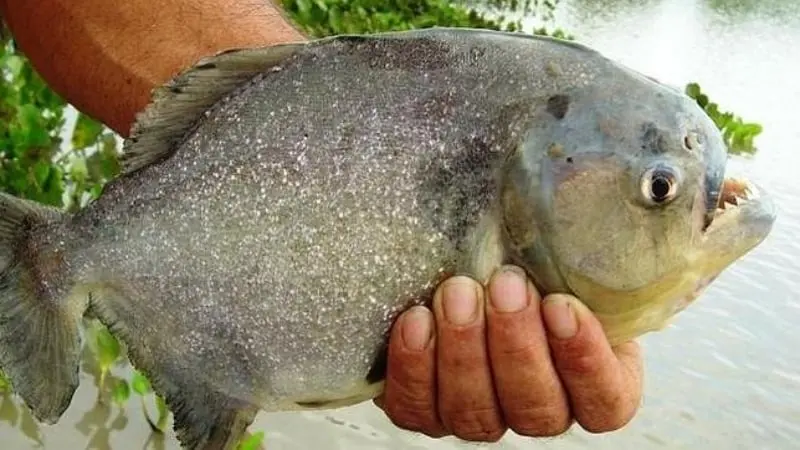 Las pirañas, uno de los peces más temidos de Sudamérica (Especial)
