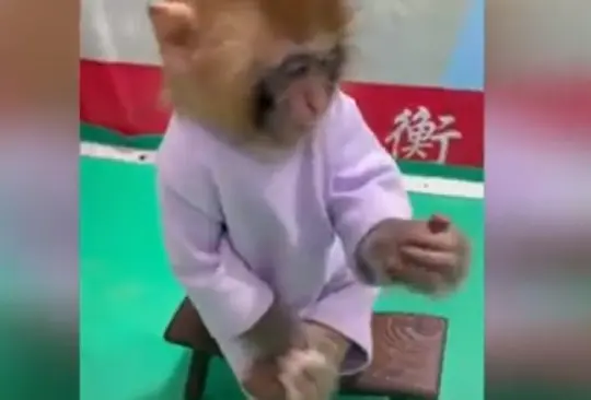 Zoológico desata indignación por obligar a fumar a un mono para supuesta campaña Zoológico desata indignación por obligar a fumar a un mono para supuesta campaña