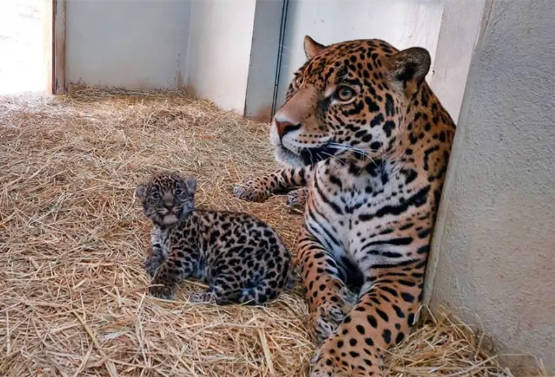 Dos cachorros de jaguar, en peligro de extinción, nacen en el Edomex Dos cachorros de jaguar, en peligro de extinción, nacen en el Edomex