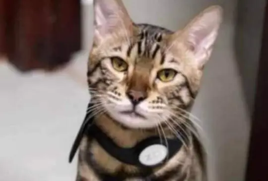 Ofrecen recompensa de 20 mil pesos por Zeus, gatito perdido Ofrecen recompensa de 20 mil pesos por Zeus, gatito perdido