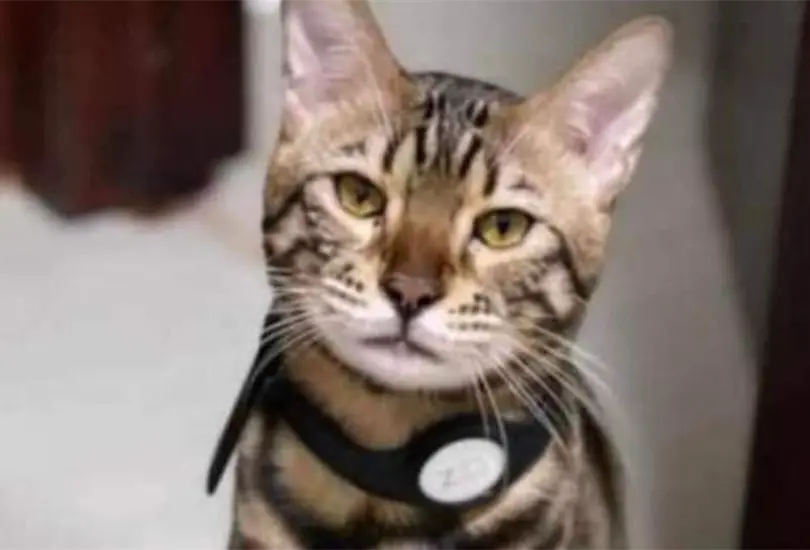 Ofrecen recompensa de 20 mil pesos por Zeus, gatito perdido
