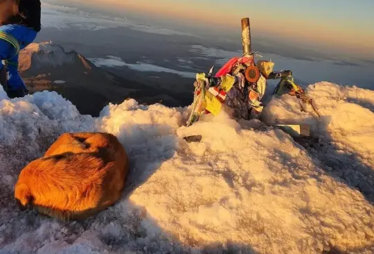 Rescatan a perrito que estaba en la cima del Pico de Orizaba Rescatan a perrito que estaba en la cima del Pico de Orizaba