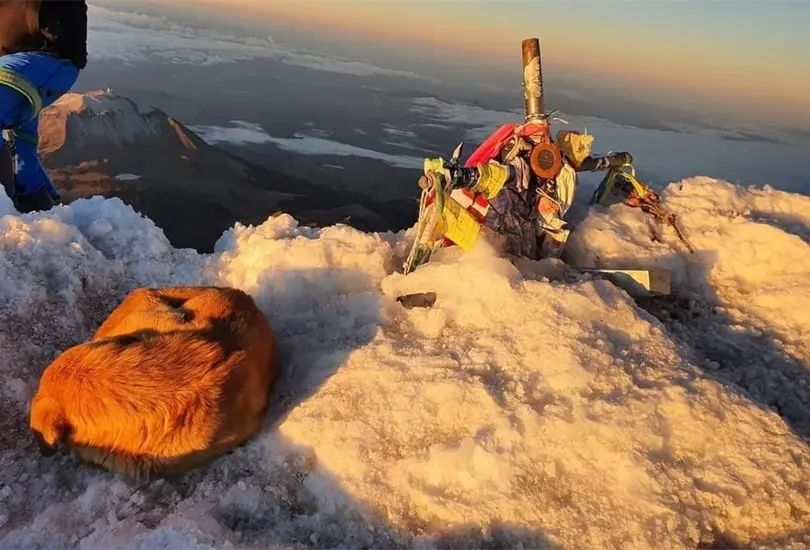 Rescatan a perrito que estaba en la cima del Pico de Orizaba
