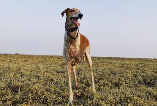 La historia de Broken Brodie, el perro con cuello largo que se hizo viral 