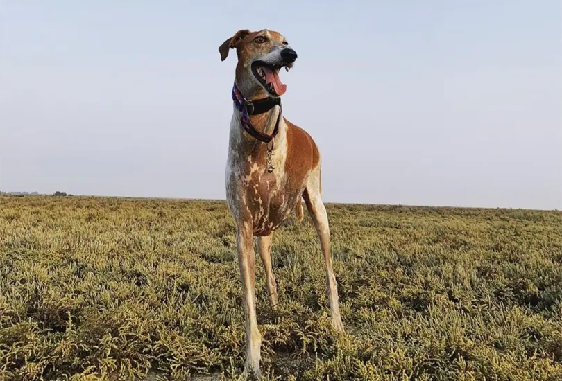 La historia de Broken Brodie, el perro con cuello largo que se hizo viral La historia de Broken Brodie, el perro con cuello largo que se hizo viral