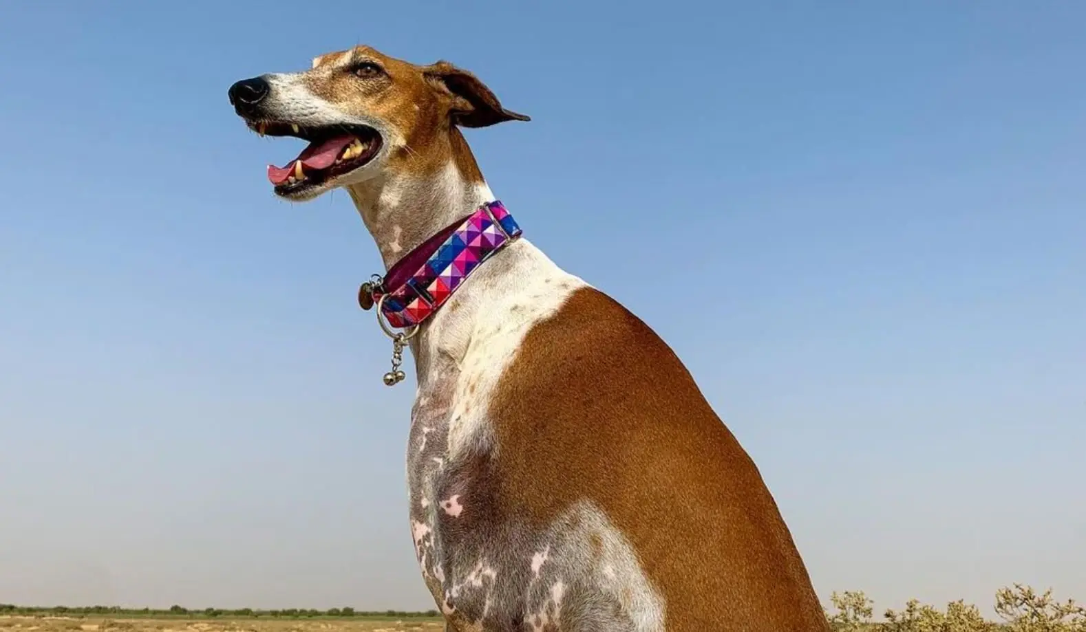 Perro con cuello largo se hace viral. Foto: Instagram (brokenbrodie).