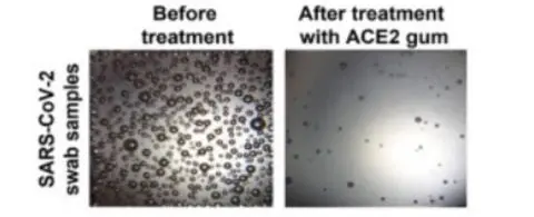 FOTO: Virus antes y después de ser tratado con la goma de mascar.