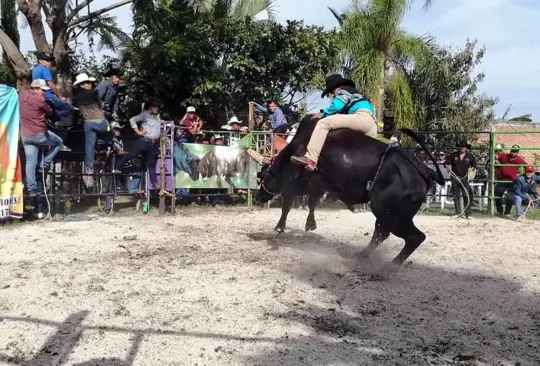 Para ganar 30 mil pesos, menores montan toros en jaripeos 