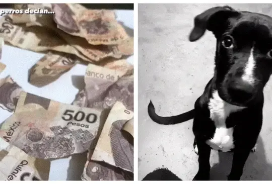 Perrito se come los ahorros de su dueña; mordió sus billetes de 500 pesos