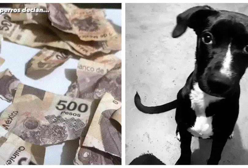 Perrito se come los ahorros de su due&ntilde;a; mordi&oacute; sus billetes de 500 pesos