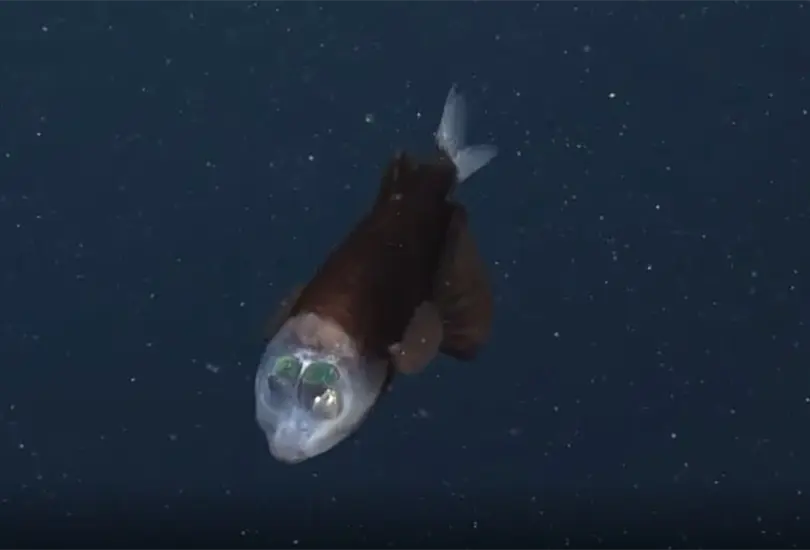 VIDEO: Filman extra&ntilde;o pez con cabeza transparente y ojos tubulares