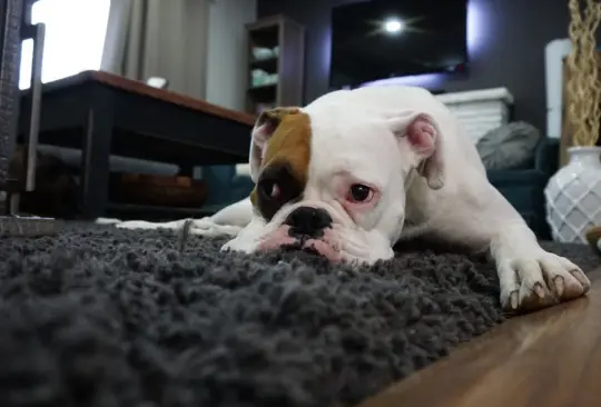 Perrito muere de un paro cardíaco mientras lanzaban pirotecnia cerca de su casa 