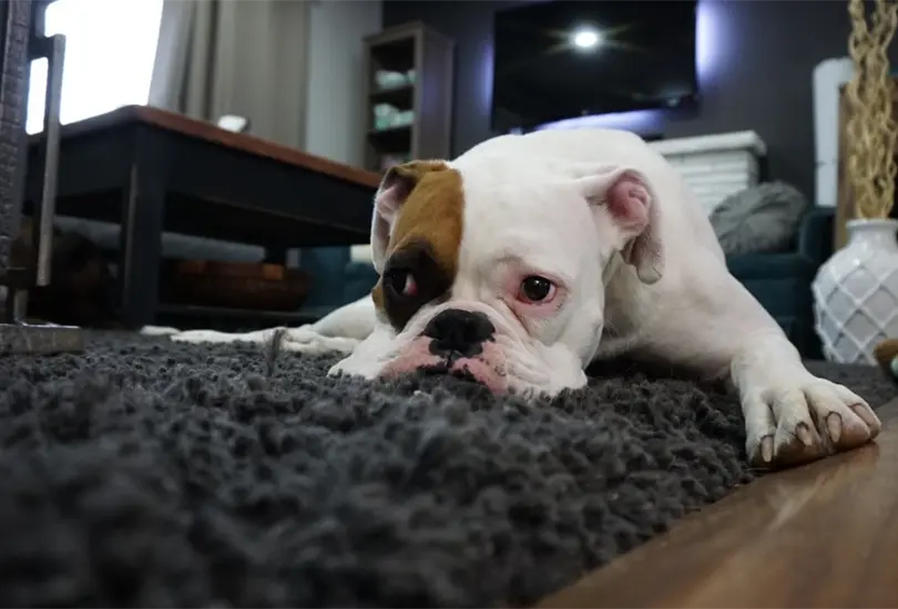 Perrito muere de un paro card&iacute;aco mientras lanzaban pirotecnia cerca de su casa 