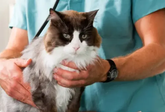 Joven pide permiso para faltar porque su gato estaba muriendo y la despiden Joven pide permiso para faltar porque su gato estaba muriendo y la despiden