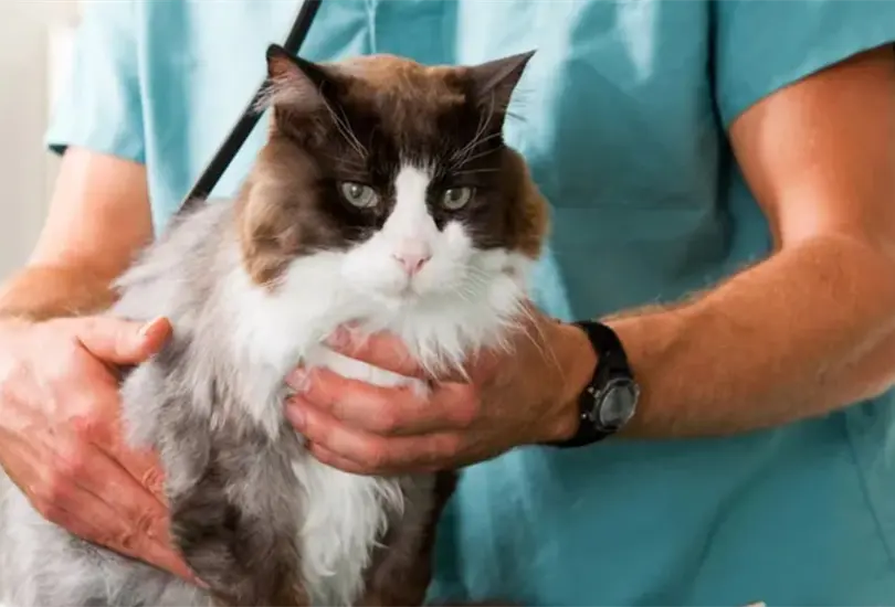 Joven pide permiso para faltar porque su gato estaba muriendo y la despiden Joven pide permiso para faltar porque su gato estaba muriendo y la despiden