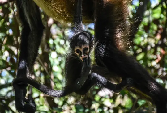 Monos matan a cientos de perritos; pobladores dicen que es por venganza
