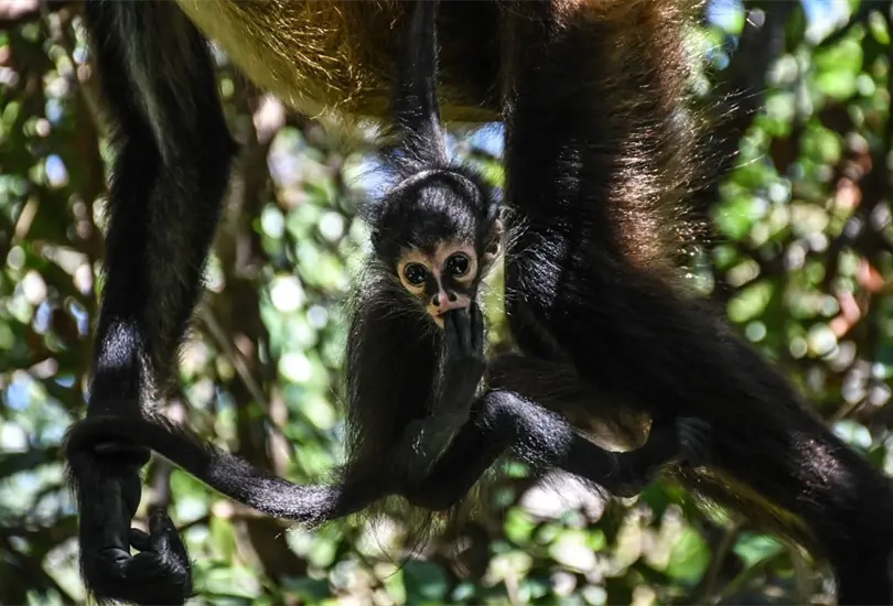 Monos matan a cientos de perritos; pobladores dicen que es por venganza